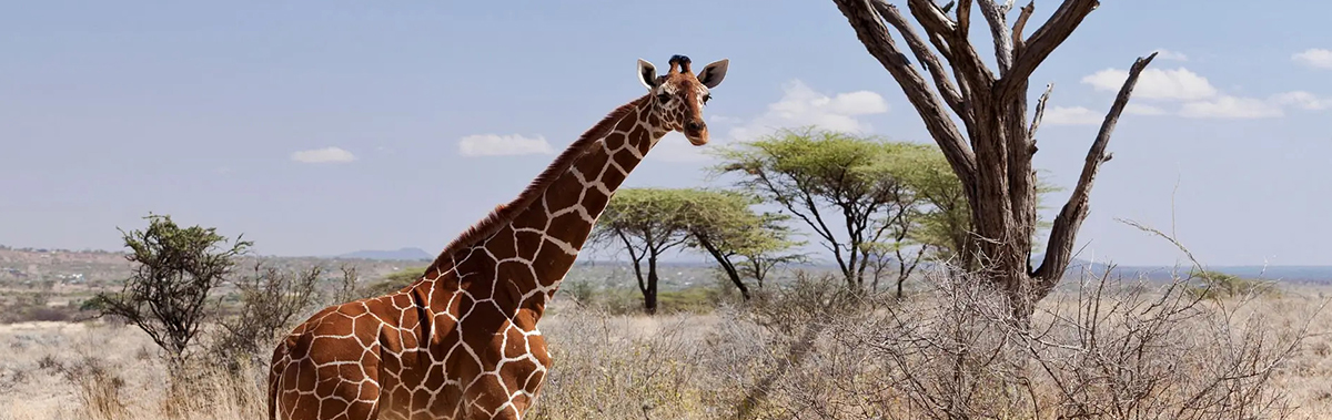 Experience Wajir
